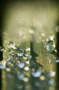 Dew drops on blade of green grass