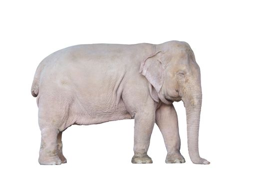 Asian white elephant in Myanmar