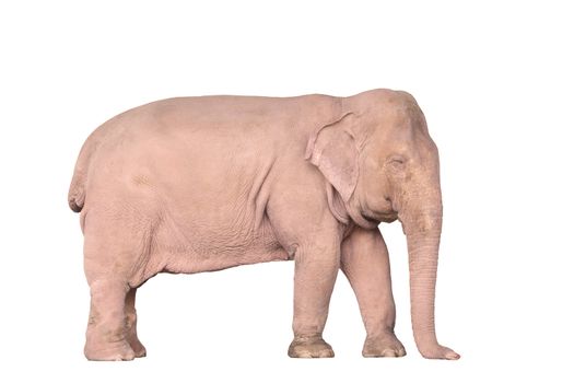 Asian white elephant in Myanmar