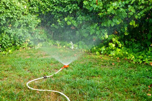 Home garden sprinkler in action