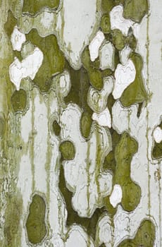 Detail of bark in plane tree, Platanus acerifolia