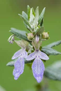 Violet flowers and buds in Spring