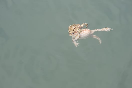 Toad floating in pond water, Bufo,