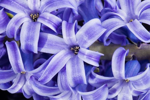 isolated cluster of flower violet  hyacinth on white background