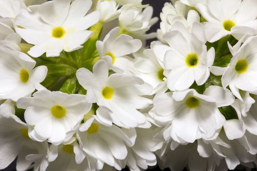 isolated white flower of primula denticulata close up