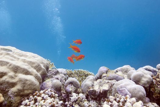 coral reef with hard corals and exotic fishes at the bottom of tropical sea on blue water background