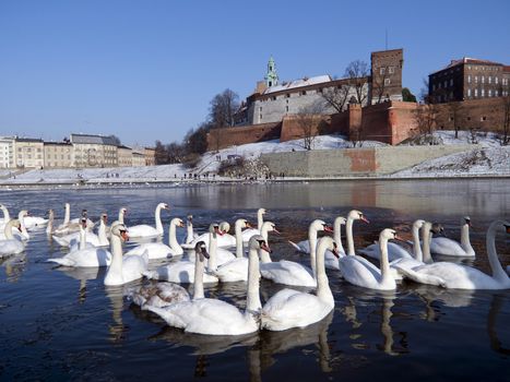 herd of swans on the visula river in cracow with wawel castel in the winter