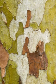 Detail of bark in plane tree, Platanus acerifolia
