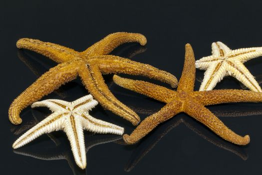 some of sea stars isolated on black background