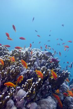 coral reef with hard corals and exotic fishes anthias at the bottom of tropical sea