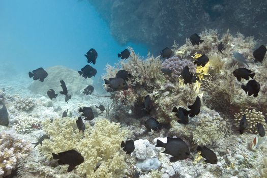 coral reef with exotic fishes dascyllus at the bottom of tropical sea