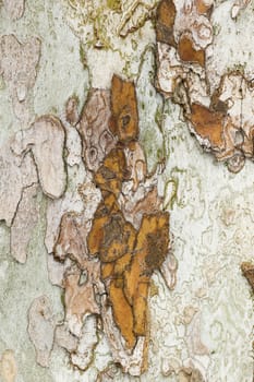 Detail of bark in plane tree, Platanus acerifolia