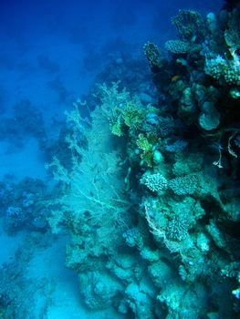 coral reef with gorgonian at the bottom of tropical sea on blue water background