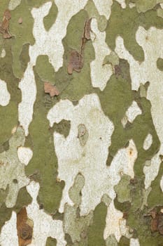 Detail of bark in plane tree, Platanus acerifolia