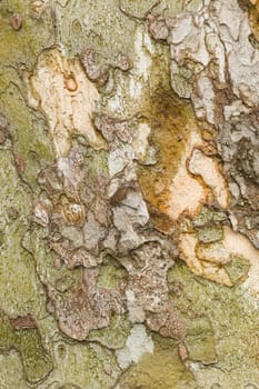 Detail of bark in plane tree, Platanus acerifolia