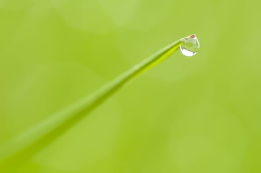 Dew drop on tip of green blade of grass