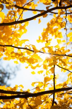 Sunlight coming through tree branches with yellow leaves, closeup