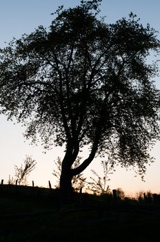 Silhouette of a tree in the sunset, tight crop