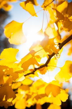 Sunlight coming through tree branches with yellow leaves, closeup