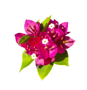 Bougainvillea flower isolated on white background with clipping path