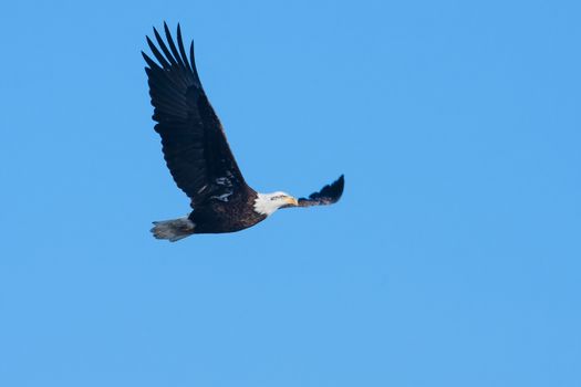 An image of an American Bald Eagle in Flight.