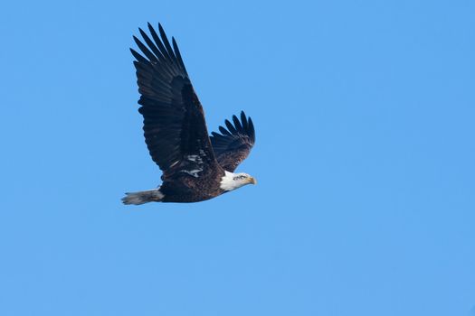 An image of an American Bald Eagle in Flight.