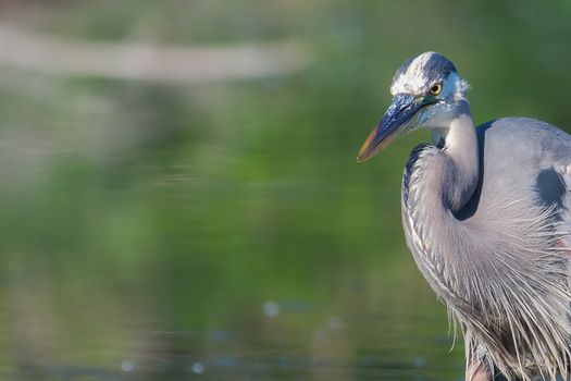 Great Blue Heron fishing in the low lake waters.