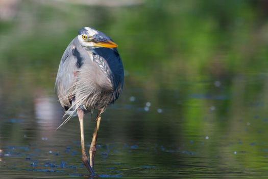 Great Blue Heron fishing in the low lake waters in soft focus