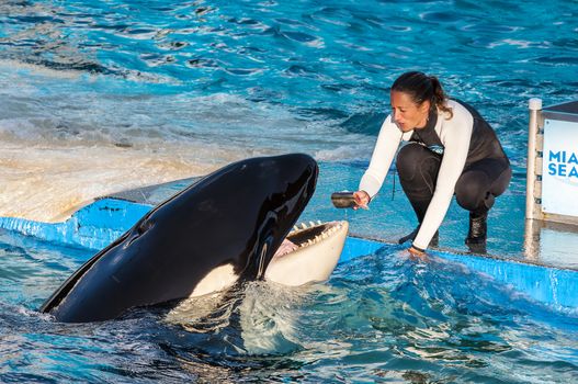 MIAMI,US - JANUARY 24,2014: Lolita,the killer whale at the Miami Seaquarium.Founded in 1955,the oldest oceanarium in the United States,the facility receives over 500,000 visitors annually 