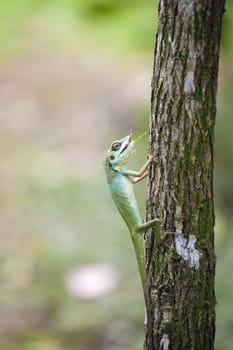 Green Crested Lizard Climbing on Tree Trunk Feeding on Insect