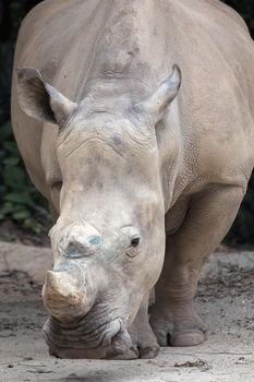 White Square-Lipped African Rhinoceros Closeup Portrait