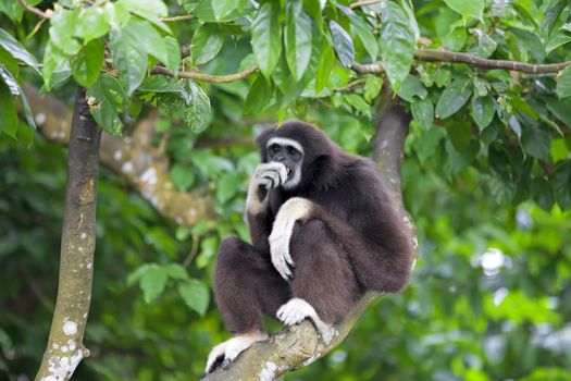 Gibbon monkey in Kota Kinabalu, Borneo, Malaysia