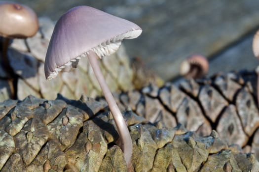 Mushroom mycena pura in forest of pine