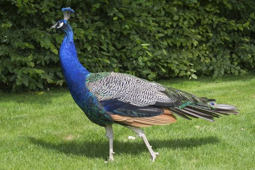 Peacock blue