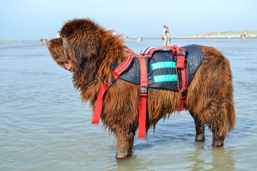 Newfoundland dog