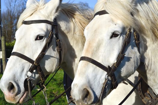 Horses of race boulonnaise