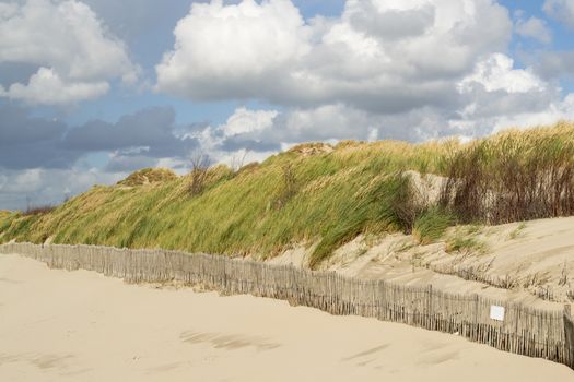 Ecosystem of the Opal Coast in Picardy. France