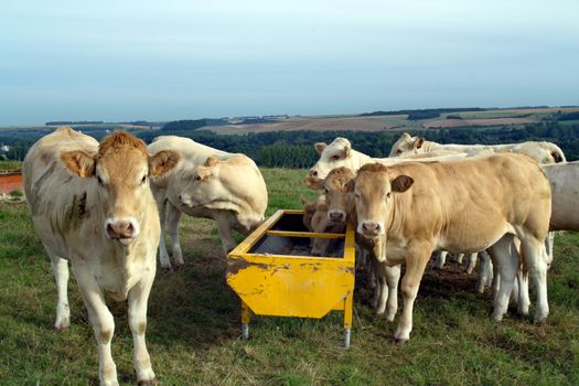 Blonde of Aquitaine heifer