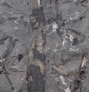macro photo of borehole stone isolated over white