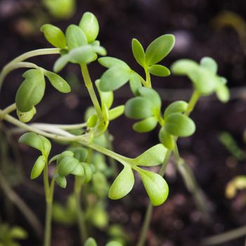 cress salad growth, close up leaves over soil