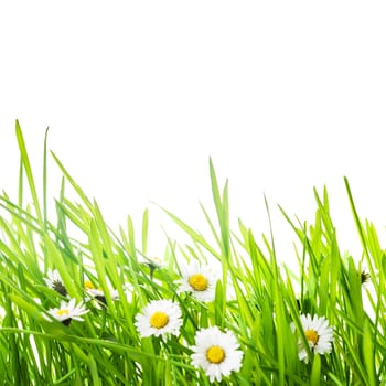 border with green grass and daisy flowers for spring design