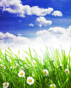 border with grass and flowers over sky background