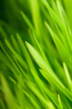 Green grass close up as a bacgkround