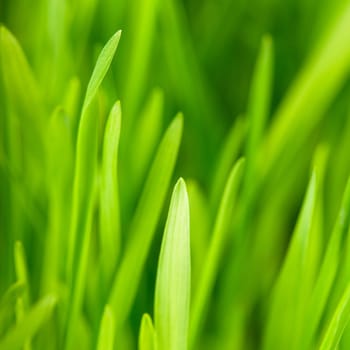 Green grass close up as a bacgkround