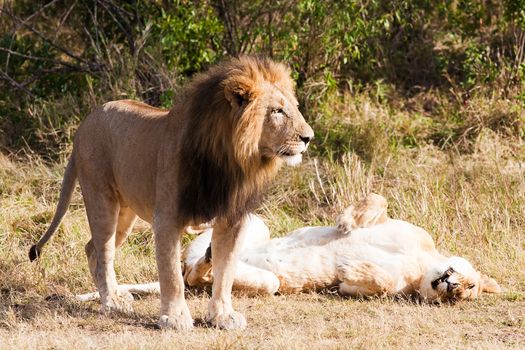 female and male Lion in the Masai Mara reserve in Kenya Africa