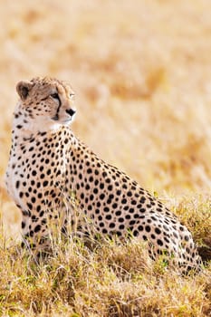 Cheetah n the Masai Mara reserve in Kenya Africa