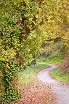 Autumn forest pathway with dried leaves in the ground floor