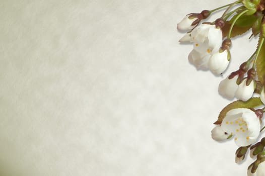 Cherry blossom on parchment paper background.