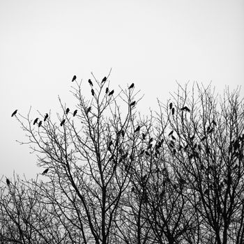 Ravens fly and sit over leafless trees