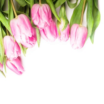 pink tulips frame isolated on white, for design